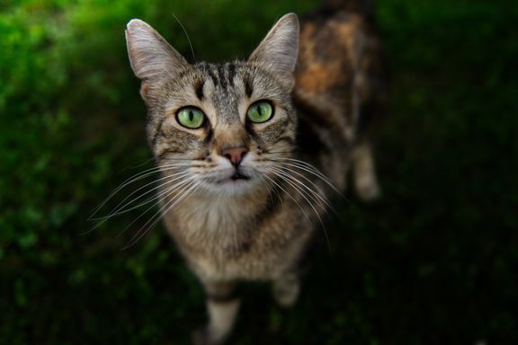 Katja