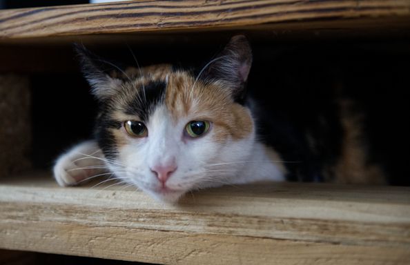 Lady Klara Catelyn