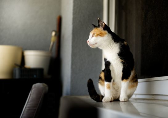 Lady Klara Catelyn